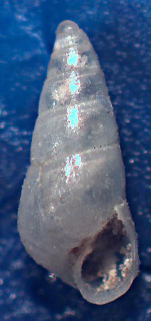 Odostomia da identificare